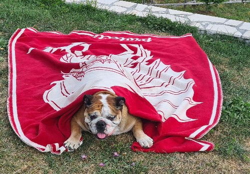 Drachen-Decke SCHUTZ Rot – Bild 5